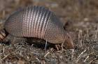 Armadillo animal public domain - via Daymix