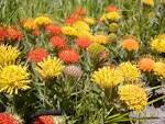 Fynbos Diversity | Fynbos Hub