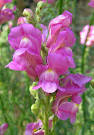 1 - <b>Antirrhinum</b> inflorescence