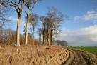 TF1792 : Bully Hill Beeches - via Daymix