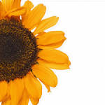 Sunny Girl Gardens