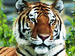 VIDEO TIGER