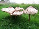 TQ5634 : Parasol Mushrooms - via Daymix