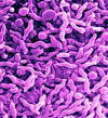 <b>Campylobacter</b>