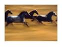 Ernst Haas