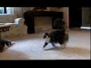 Norwegian Forest Cat