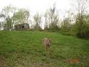 Whitetail Deer Food Plot Updates