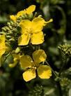 Blossom of Rapeseed plant - via Daymix
