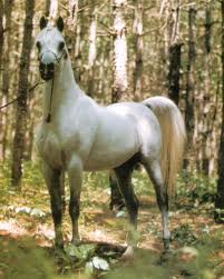 تاريخ الحصان العربي في العالم Images?q=tbn:ANd9GcTQp1sfRJWAJNuK3Bfb87GBRykA8-74_cOrUutPdgM5WJgmwTrFUw