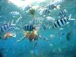 snorkeling_000000403037Smal.jpg