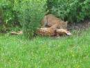 Bobcat @ Chain-o-Lakes state