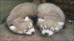 Red Pandas