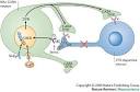 Figure 2 : New approaches to antidepressant drug discovery: beyond ...