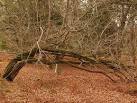 SO6111 : Wind blown tree, Speech House, Forest of Dean - via Daymix