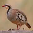 220px-Alectoris-chukar-001.jpg