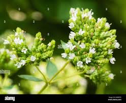 Attēlu rezultāti vaicājumam “Origanum vulgare bud”