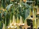 Interhomeopathy - Themes of Datura arborea/ Solanaceae