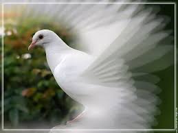 http://t2.gstatic.com/images?q=tbn:ANd9GcTR9eoyHHeAxm5TNWraEzhpwMkfW3XDHfPz5KcE_MjXTvBcoHu6rA