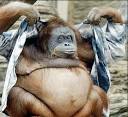 monkey photos funny