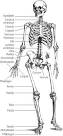 skeleton: Definition, Synonyms from Answers.