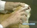 Keeping your teeth clean 'could reduce risk of pneumonia' - Worldnews.