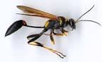 Wasp #1 » Just Animals