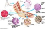 <b>Connective Tissues</b> | Human Biology