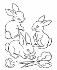 Rabbit coloring page