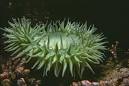Phylum Cnidaria