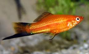 images?qtbnANd9GcTRvu9p5mdRwToyATW ahiDV3D4CIGHWK04WTTyjx5MCeFAenw2