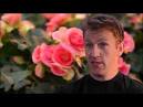 Bloeiende Begonia's door Marco
