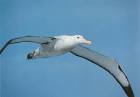 albatro pronunciation