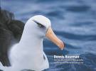 ALBATROSS Encounter, Kaikoura, New Zealand, ALBATROSS Encounters ...