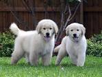 Golden Retriever Puppies