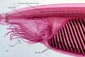 Amphioxus and the evolution of the chordate genome : Pharyngula