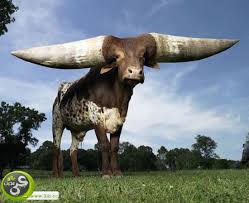 ��: ������ ����� �� ������ .. 