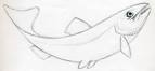 How To Draw A Fish
