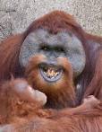 Orangutans, Orangutan Pictures, Facts, and Information