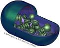 Welcome to Chloroplast Genome DB