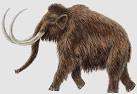 WOOLLY MAMMOTH Animal Wildlife