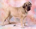 English Mastiff - Domestic Dog Breeds Reference Library - redOrbit