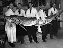 Atlantic sturgeon. early American sturgeon populations ...
