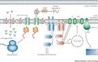 Figure 3 : How antibiotics kill bacteria: from targets to networks ...