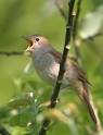 Nightingale | Rainbow Light Foundation