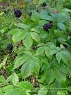/plant/<b>eleutherococcus</b>.php