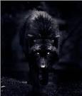 Darkwolf