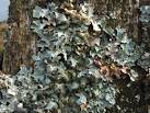 A lichen - Parmelia sulcata - via Daymix