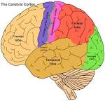 1. the <b>cerebral cortex</b>