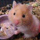 <b>Hamster</b> Palace - Learn all the