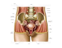 解剖女体|白で隔離 3 D 女体解剖学の写真素材・画像素材 Image 56325522